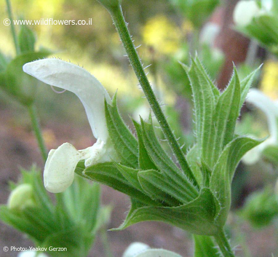 Salvia samuelssonii